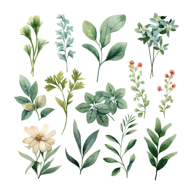 Vector gratuito dibujado a mano acuarela floral hojas ilustración clipart