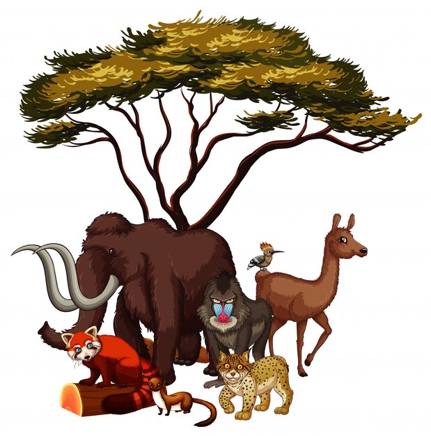 Dibujado a mano aislado de animales africanos