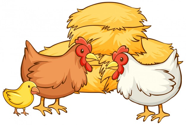 Dibujado a mano aislado de pollos y heno
