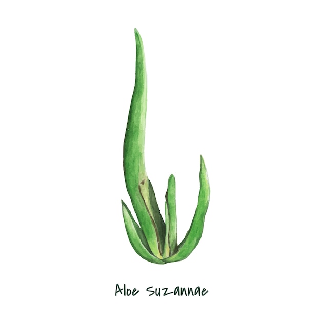 Dibujado a mano aloe suzannae planta