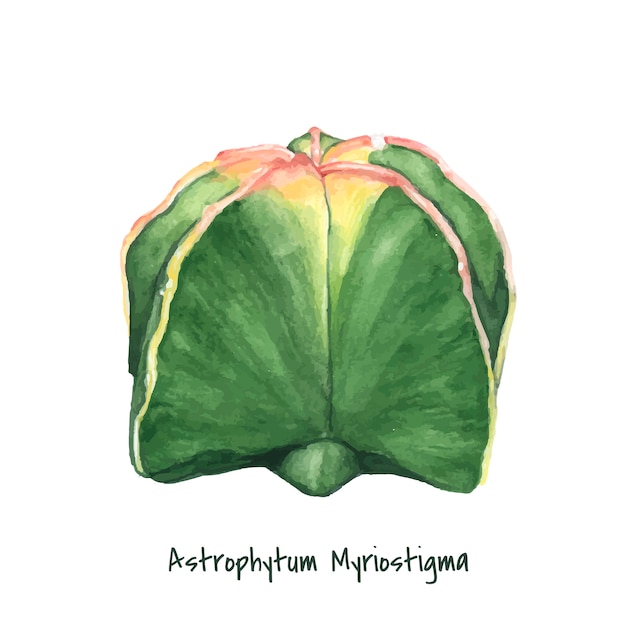 Vector gratuito dibujado a mano astrophytum myriostigma obispo