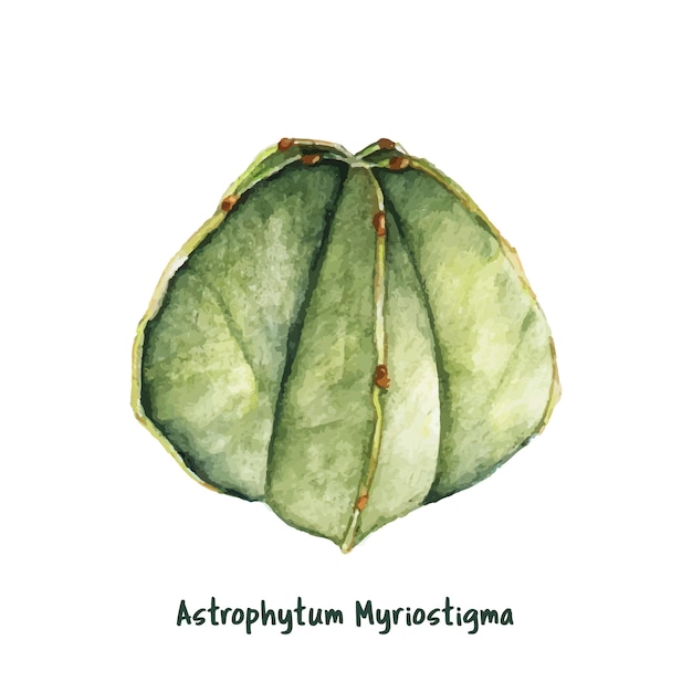 Dibujado a mano astrophytum myriostigma obispo