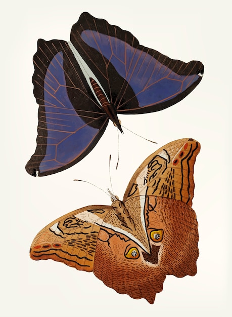 Dibujado a mano de automedon mariposas búho gigante