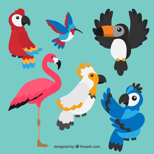 Dibujado a mano colección de aves exóticas