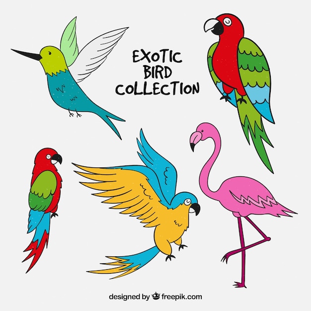Dibujado a mano colección de aves exóticas