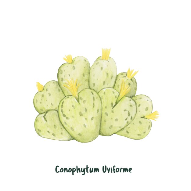 Dibujado a mano conophytum uviforme enano perenne suculento