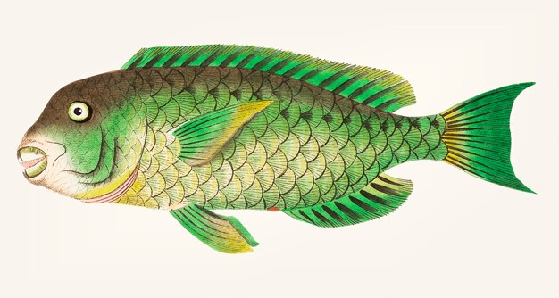 Dibujado a mano Cretan Scarus