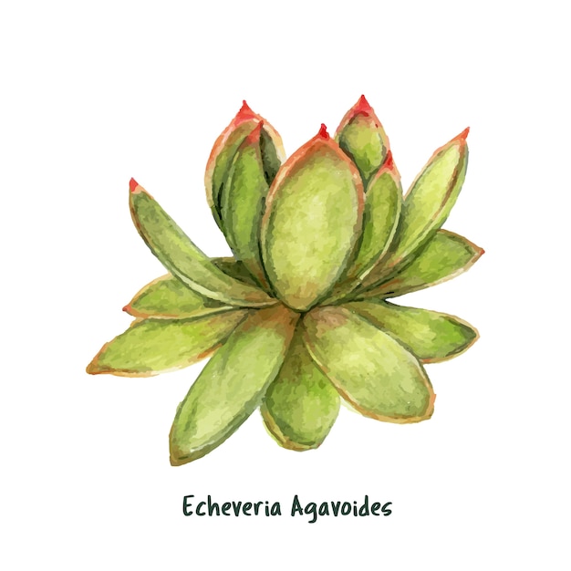 Dibujado a mano echeveria agavoides lápiz labial suculento