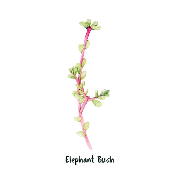 Dibujado a mano elefante arbusto suculento