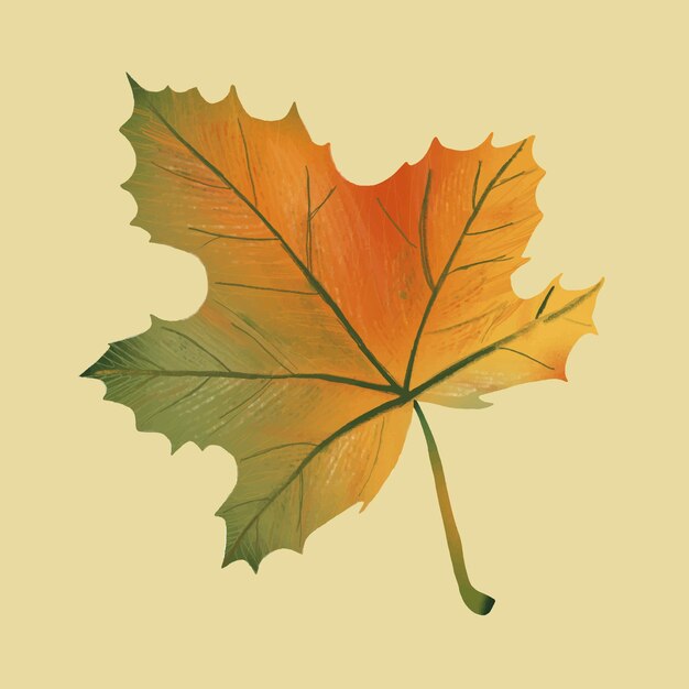 Dibujado a mano elemento de arce vector hoja de otoño