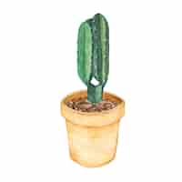 Vector gratuito dibujado a mano euphorbia ingens árbol de candelabros en una olla