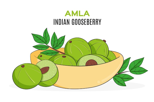 Dibujado a mano fruta amla ilustrada