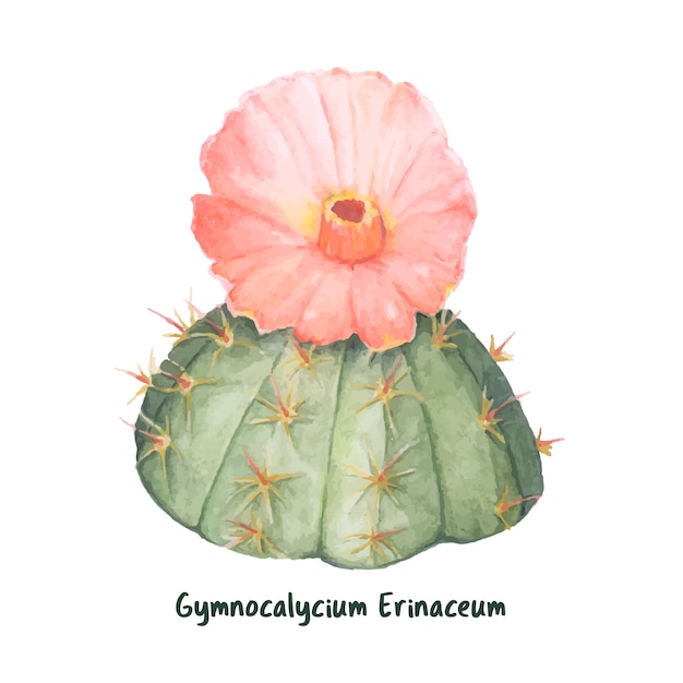 Dibujado a mano gymnocalycium erinaceum chin cactus
