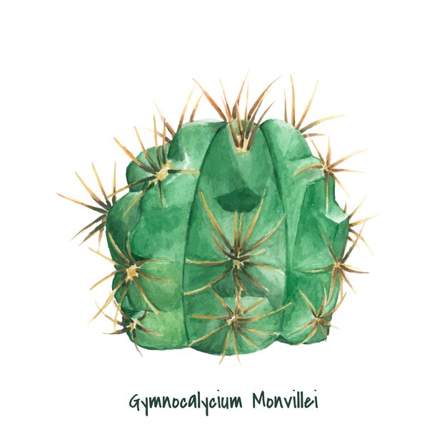 Dibujado a mano gymnocalycium monvillei cactus
