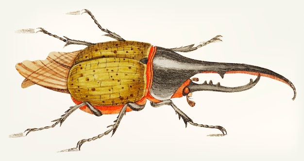 Dibujado a mano de hercules escarabajo
