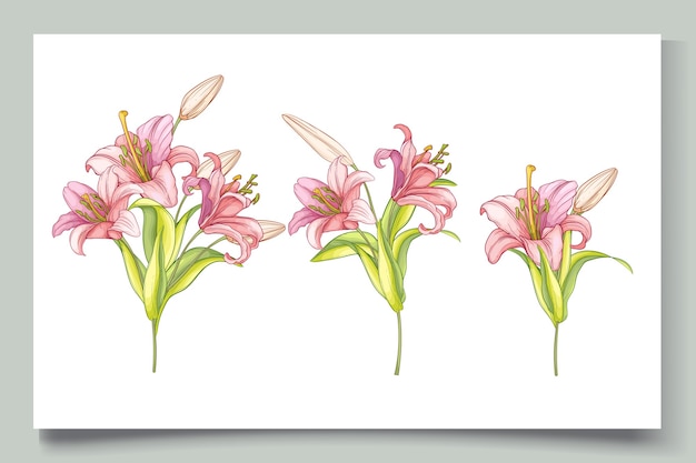 Vector gratuito dibujado a mano hermosa ilustración de flores de lirio
