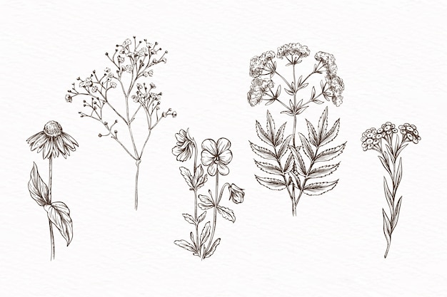 Dibujado a mano con hierbas y flores silvestres