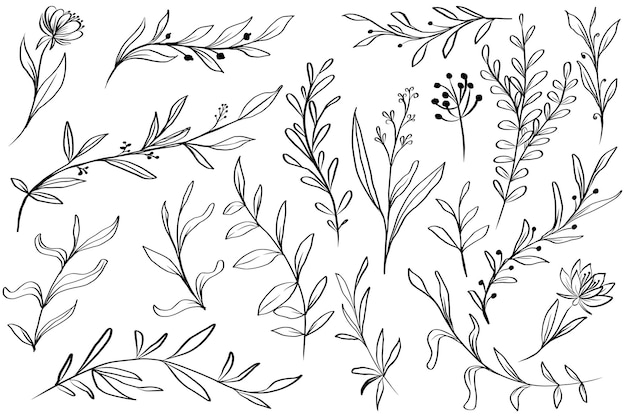 Dibujado a mano, hojas, floral, aislado clipart