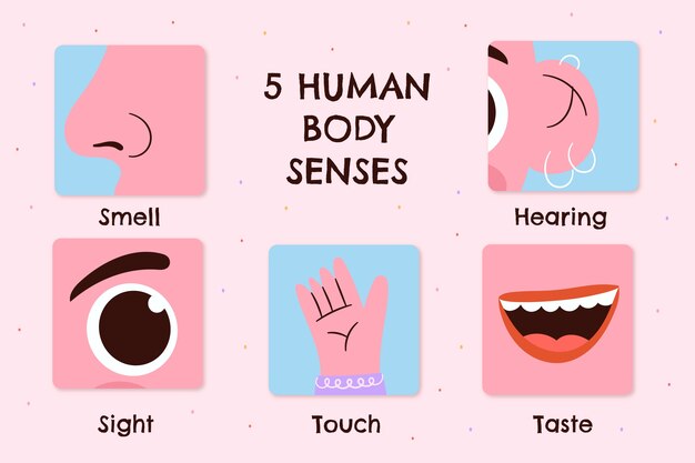 Dibujado a mano ilustración de 5 sentidos