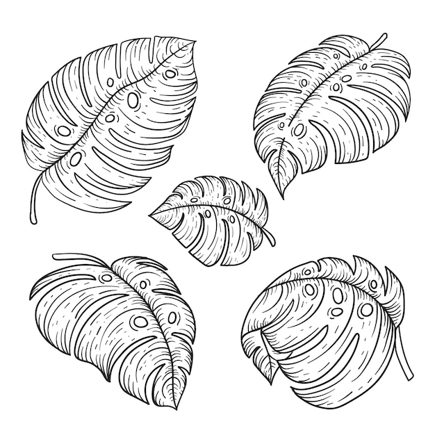 Dibujado a mano ilustración de contorno de hoja de monstera