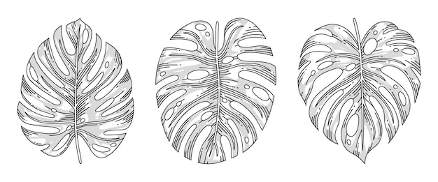 Vector gratuito dibujado a mano ilustración de contorno de hoja de monstera