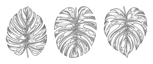 Dibujado a mano ilustración de contorno de hoja de monstera