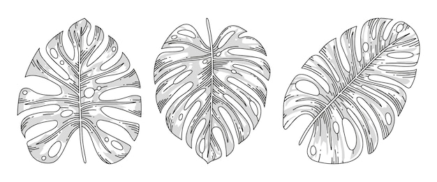 Dibujado a mano ilustración de contorno de hoja de monstera