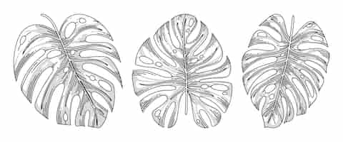 Vector gratuito dibujado a mano ilustración de contorno de hoja de monstera