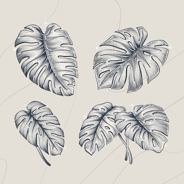 Dibujado a mano ilustración de contorno de hoja de monstera