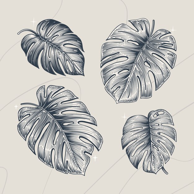 Dibujado a mano ilustración de contorno de hoja de monstera