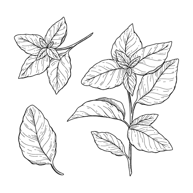 Dibujado a mano ilustración de dibujo de albahaca