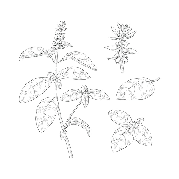 Dibujado a mano ilustración de dibujo de albahaca
