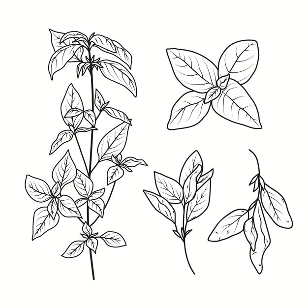 Dibujado a mano ilustración de dibujo de albahaca