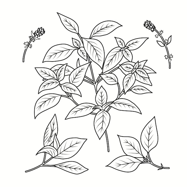 Dibujado a mano ilustración de dibujo de albahaca