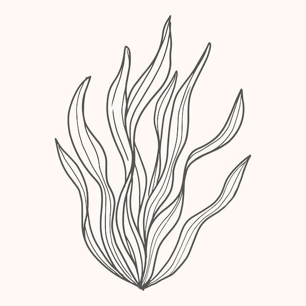 Dibujado a mano ilustración de dibujo de algas