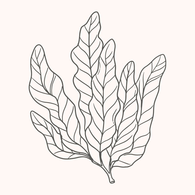 Dibujado a mano ilustración de dibujo de algas