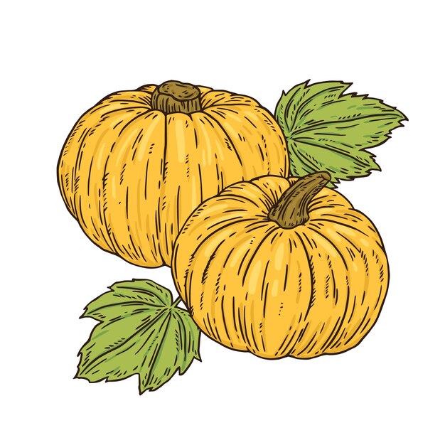 Dibujado a mano ilustración de dibujo de calabaza