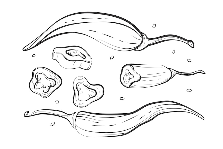 Vector gratuito dibujado a mano ilustración de dibujo de jalapeño
