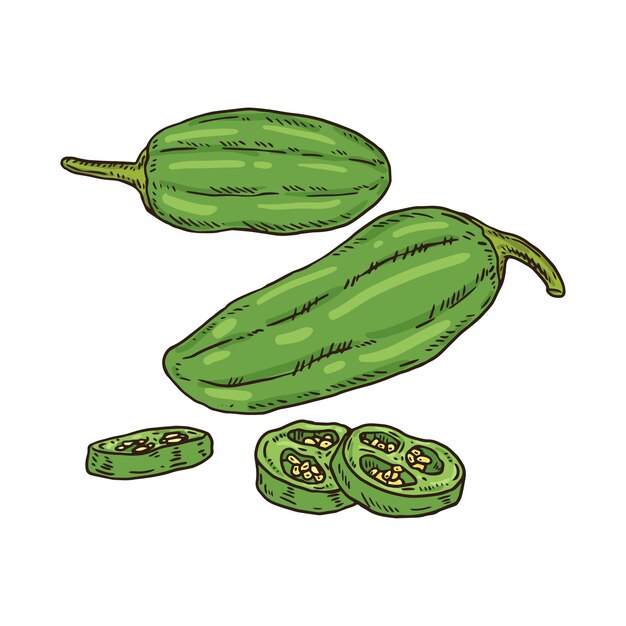 Dibujado a mano ilustración de dibujo de jalapeño