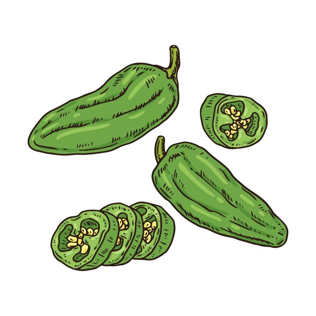 Dibujado a mano ilustración de dibujo de jalapeño
