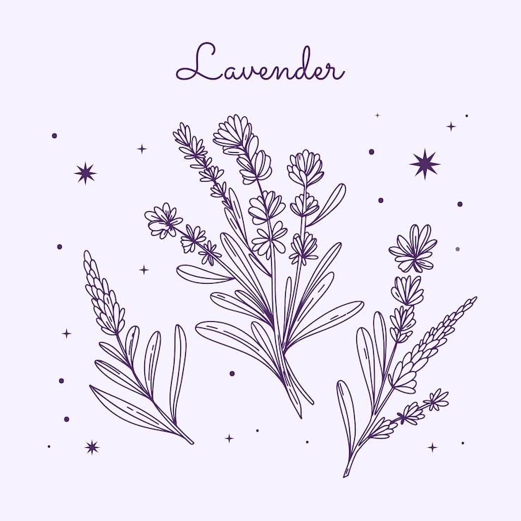 Vector gratuito dibujado a mano ilustración de dibujo de lavanda