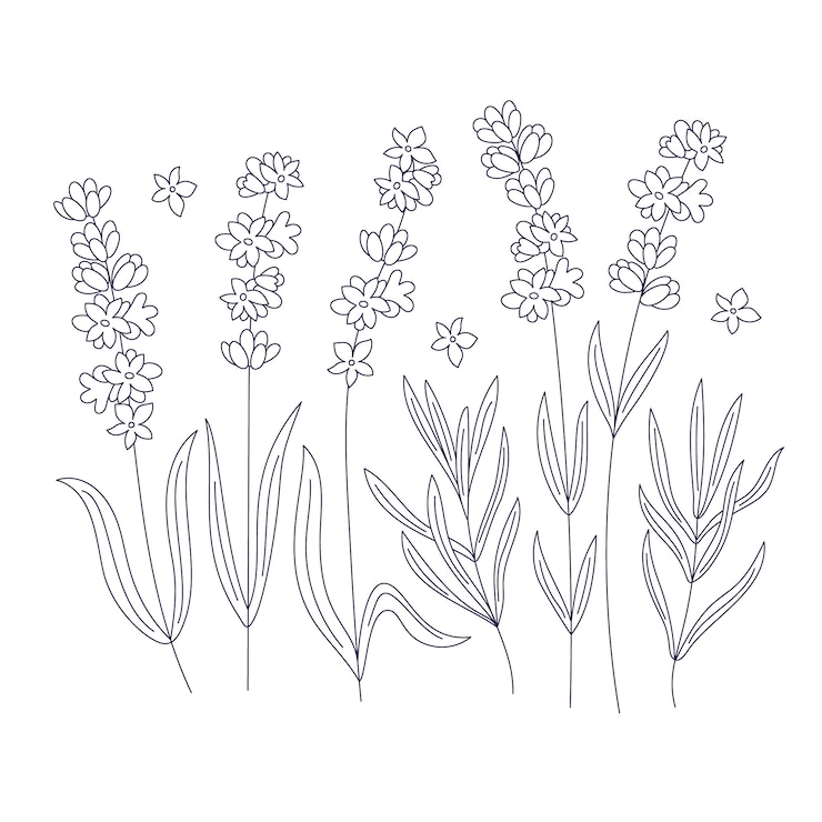 Vector gratuito dibujado a mano ilustración de dibujo de lavanda