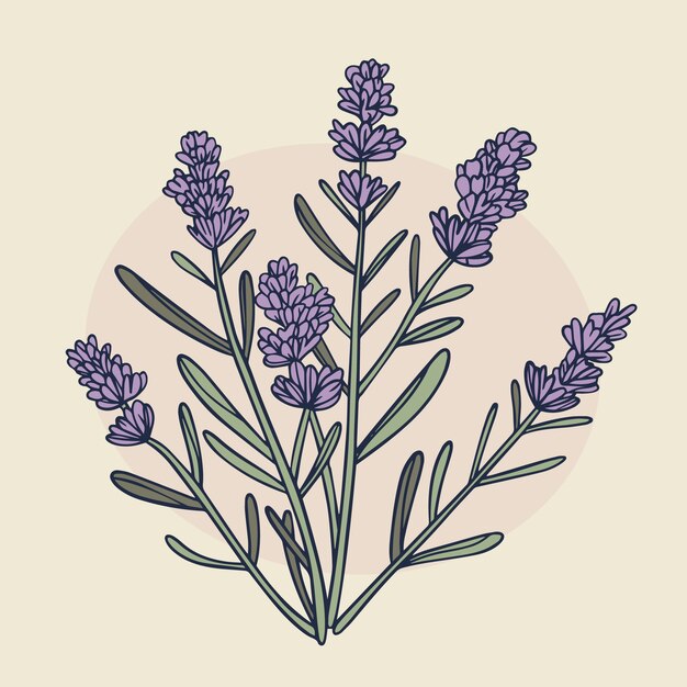 Dibujado a mano ilustración de dibujo de lavanda
