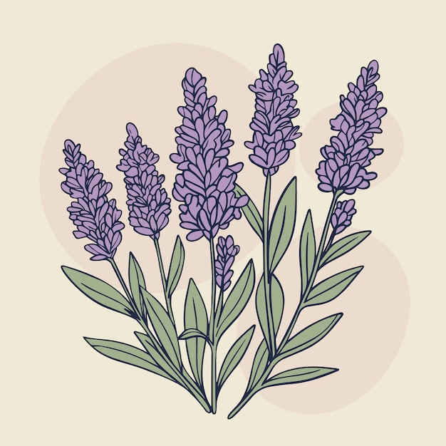 Vector gratuito dibujado a mano ilustración de dibujo de lavanda