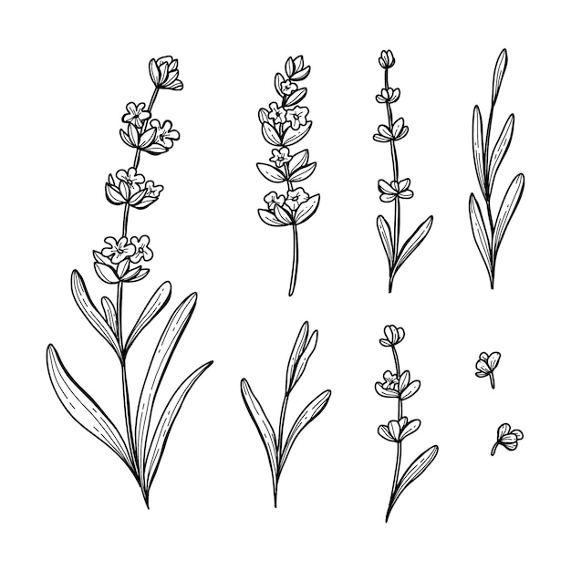 Dibujado a mano ilustración de dibujo de lavanda