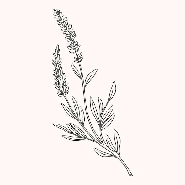 Dibujado a mano ilustración de dibujo de lavanda