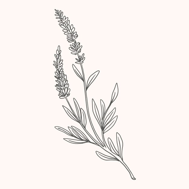 Dibujado a mano ilustración de dibujo de lavanda