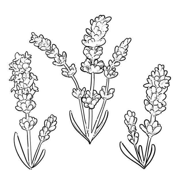 Dibujado a mano ilustración de dibujo de lavanda
