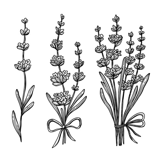Dibujado a mano ilustración de dibujo de lavanda