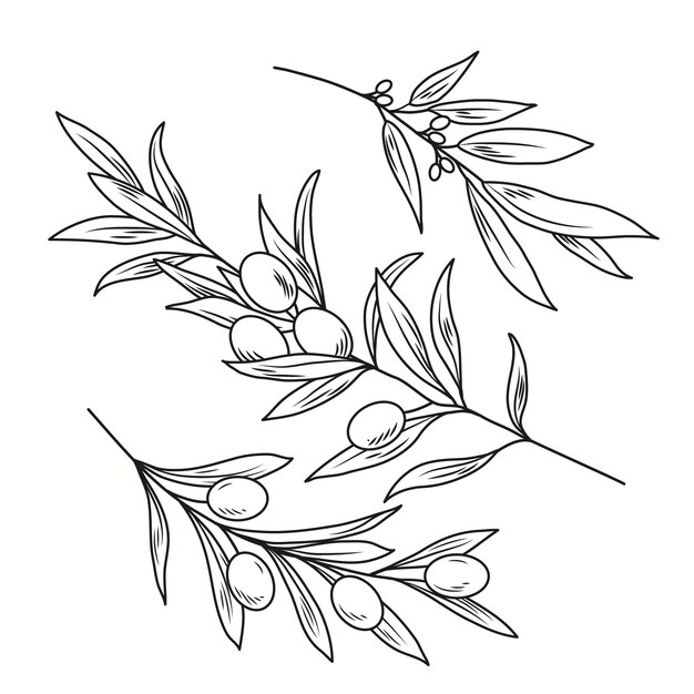 Dibujado a mano ilustración de dibujo de rama de olivo